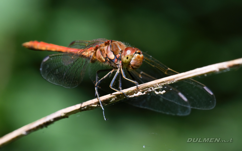 Common darter (male, Sympetrum striolatum)